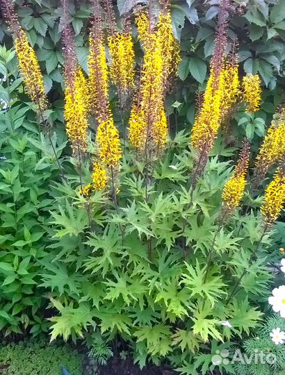 Растения цветы для сада