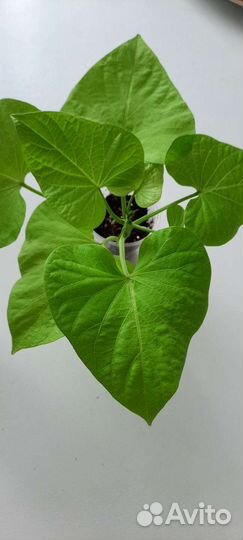 Алиссум сноу принцесс, лавандер стрим, розовый