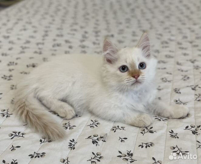 Невская маскарадная