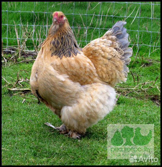 Инкубационное яйцо кур брама микс