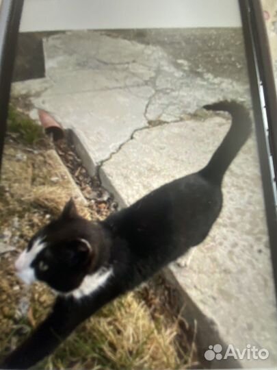 Котик