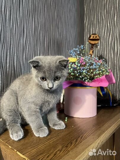 Шотландские котята
