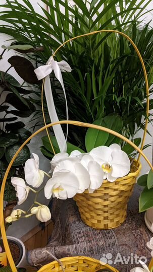 Орхидея фаленопсис биг лип