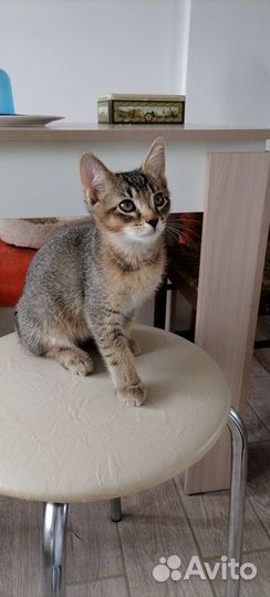 Котята от абиссинской кошки