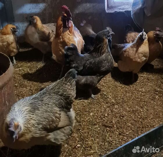 Инкубационное яйцо