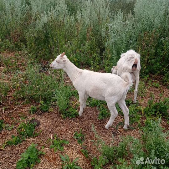 Козы ламанча дойные