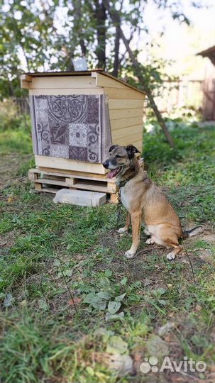 Бельгийская овчарка малинуа фенотип