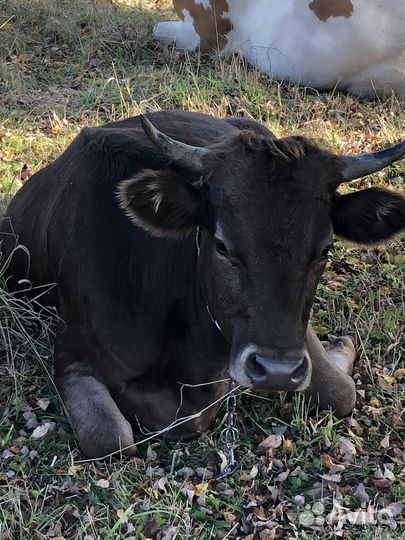 Быки,нетели,телки,дойная корова