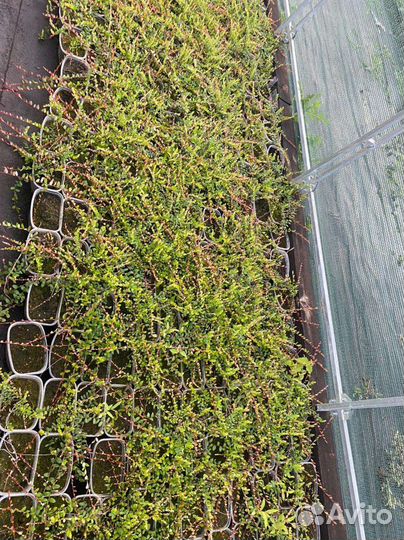 Клюква крупноплодная саженцы 2 сорта зкс