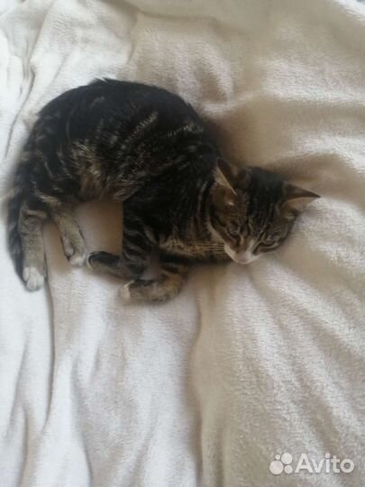 Найденные коты