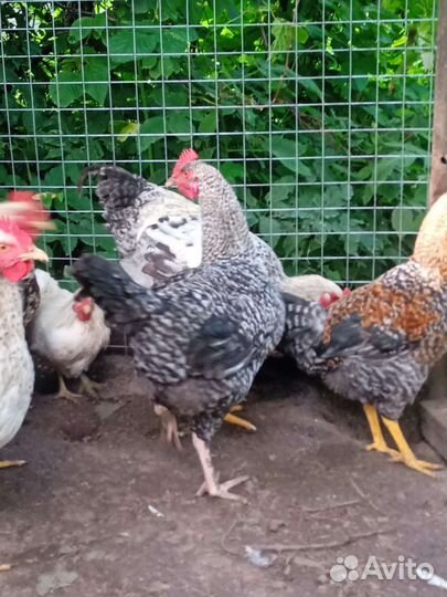 Молодые петушки, обмен, продажа