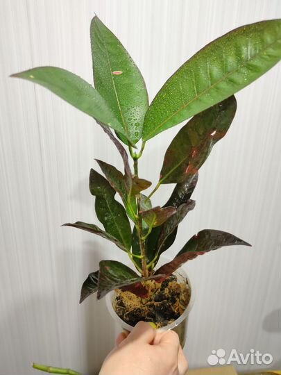 Кротон миссис айстон и Замиокулькас черный Равен