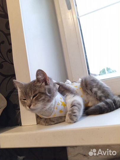 Кошка