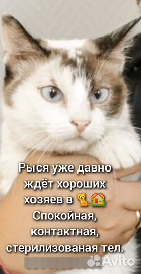 Кошка невская маскарадная бесплатно