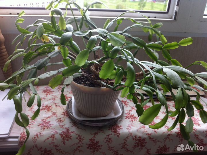 Алое, Декабрист