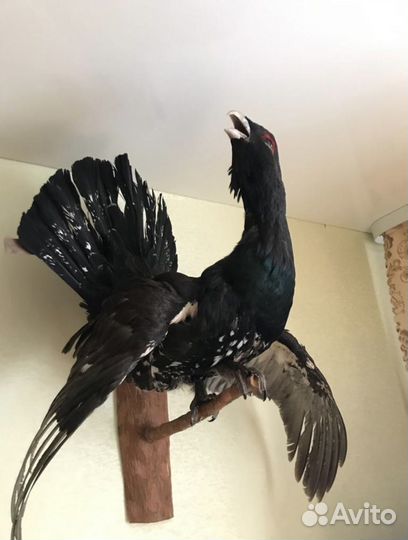 Чучело глухаря (имитация)