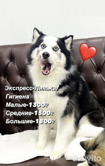 Вычесывание собак/Экспресс-линька/Груминг