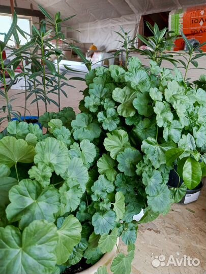 Герань пеларгония