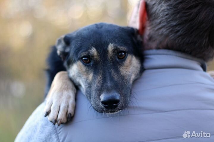 Собака в добрые руки