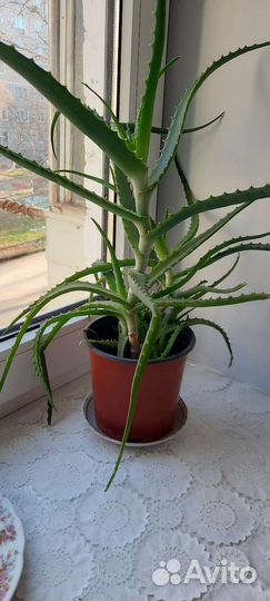 Алоэ столетник