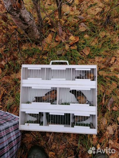 Продам транспордер (переноску) для птиц