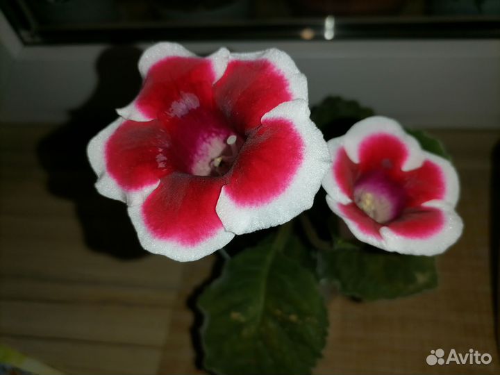 Листочки глоксиний, разные цвета