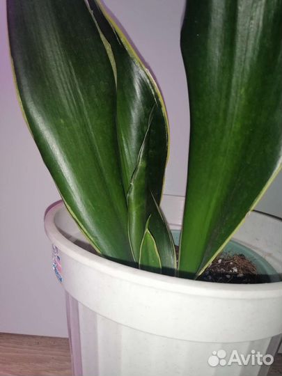 Сансевиерия блэк голд