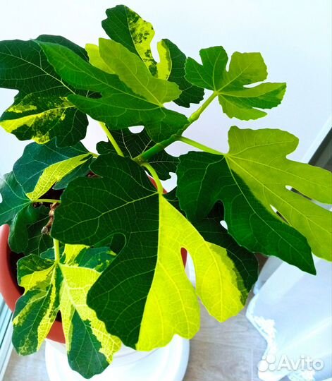 Фикус Джоли Тигр