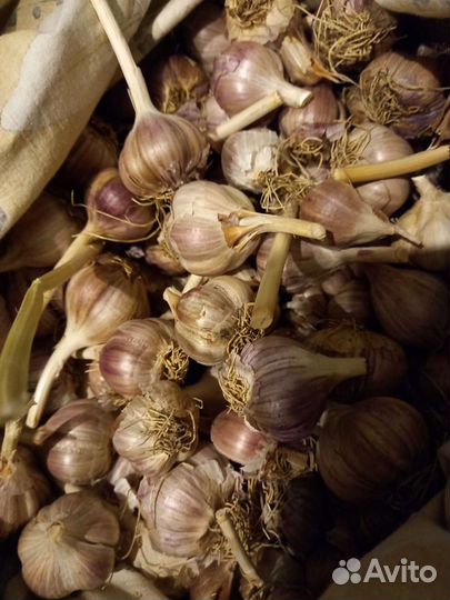 Чеснок Любаша крепкий