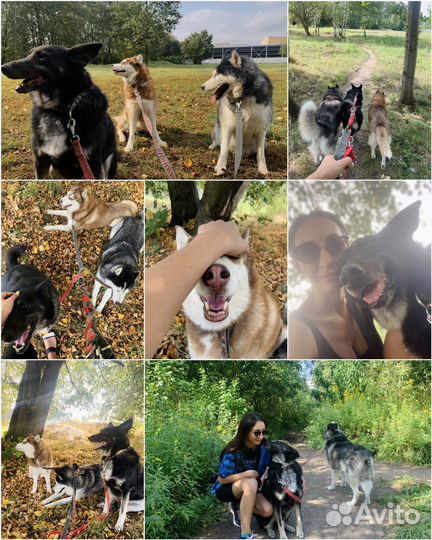 Выгул передержка собак район ул Аксакова ЖК Восток