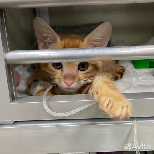 Ветеринарный врач на дом Круглосуточно 24/7