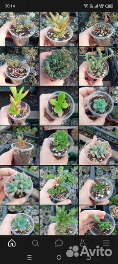 Суккуленты