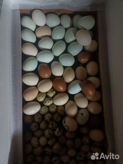 Инкубационное яйцо