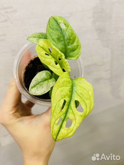 Монстера адансона вариегатная