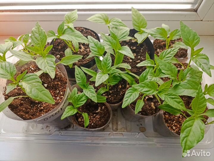 Рассада перец острый,горький
