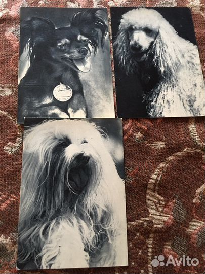 Открытки СССР собаки