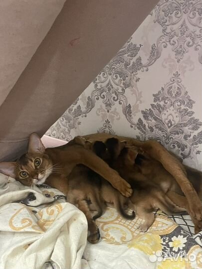 Абиссинские котята