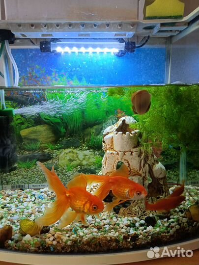 Аквариум