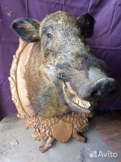 Чучело кабана с медальоном