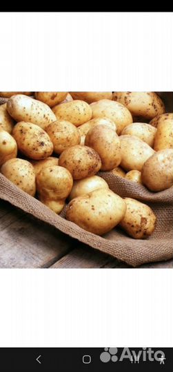 Картофель деревенский