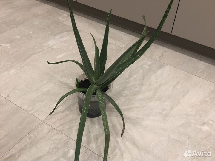 Алоэ лечебный