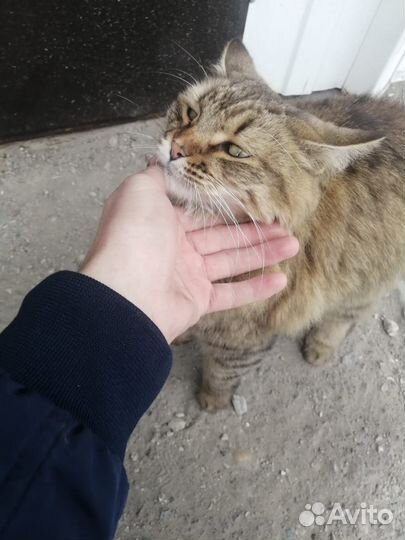 Котику нужен дом