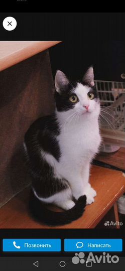 Кошка
