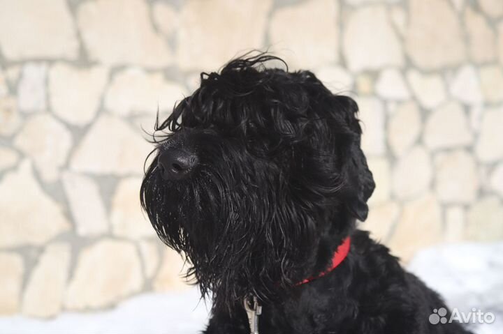 Передержка Собак крупных и средних