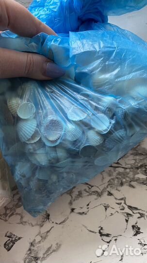 Морские ракушки