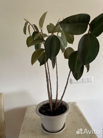 Фикус эластика