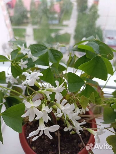 Кислица оксалис