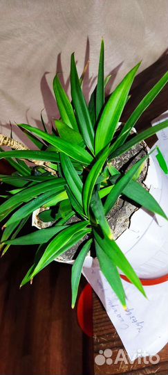 Ростки домашних растений