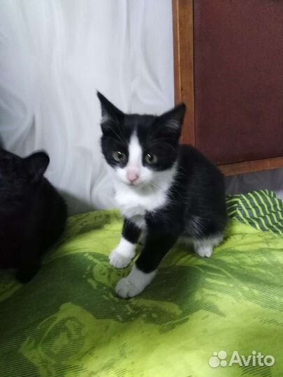 Котенок в добрые руки