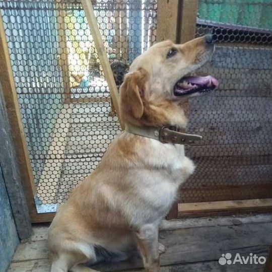 Собака Рэм, 4 года, добрый, наивный и озорной